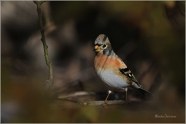 <p>PĚNKAVA JIKAVEC (Fringilla montifringilla) Šluknovsko - Jiříkov ---- /Brambling - Bergfink/</p>
